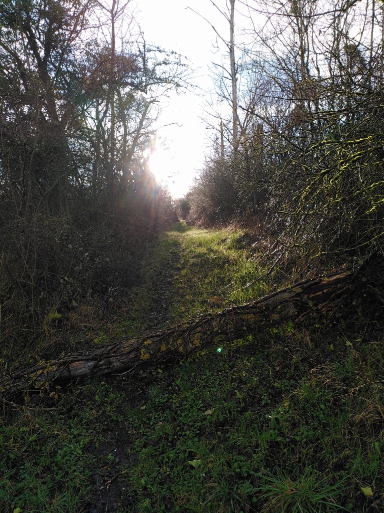 la forêt proche